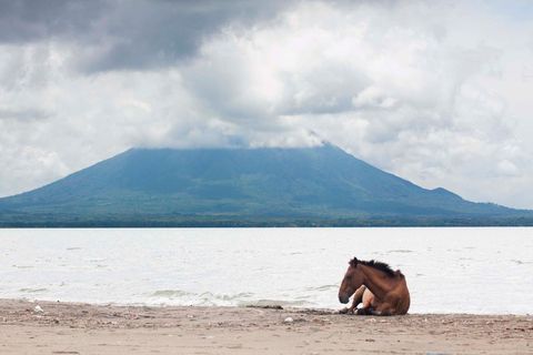 Solitary horse resting on beach with volcanic mountain background