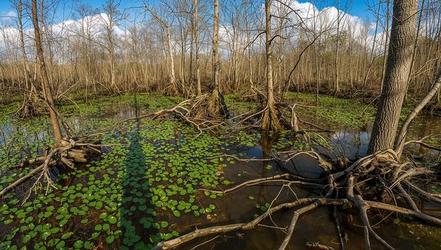 Sunlit swamp with exposed buttress roots and floating lily pads in leafless wetland