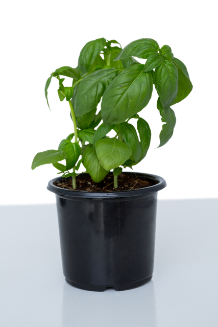 Transparent Background Basil Plant in Black Pot Close-Up - Download Free Stock Videos Pikwizard.com