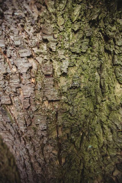 This detailed close-up of old tree bark texture is perfect for nature-themed projects, backgrounds, and environmental presentations. The intricate patterns and natural colors make it ideal for use in design projects, educational materials, and as a backdrop for text or other elements.