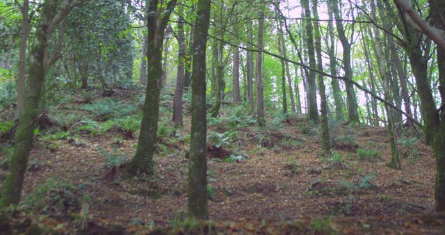 Serene Forest Scene with Lush Greenery and Sunlight Filtering Through Trees - Download Free Stock Images Pikwizard.com