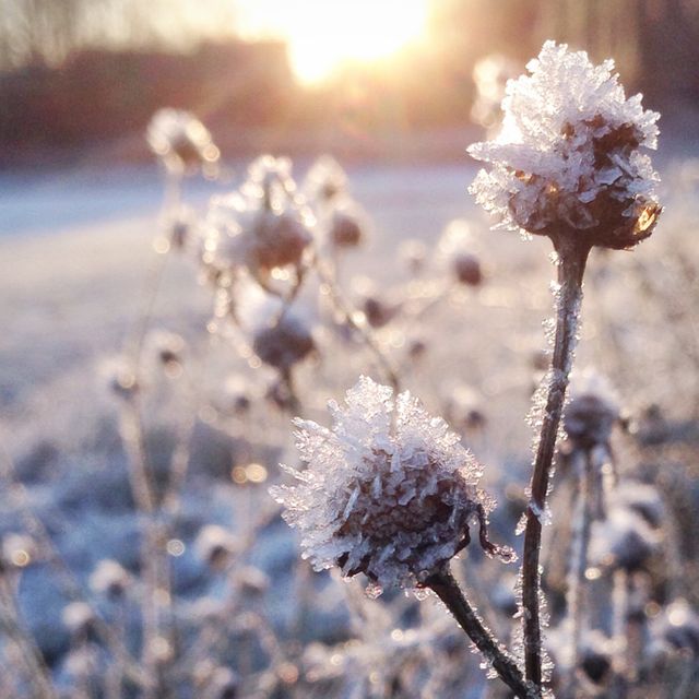 Frozen flowers glistening in morning sunlight create serene and tranquil winter scenery. Ideal for seasonal greeting cards, nature blogs, social media posts promoting winter beauty, backgrounds for websites focusing on nature, and inspiration for winter-themed projects.