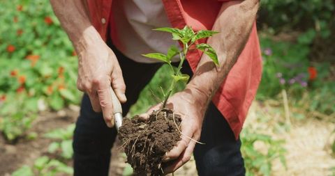Senior Man Harvesting Plants in Garden: Active Outdoor Lifestyle Concept
