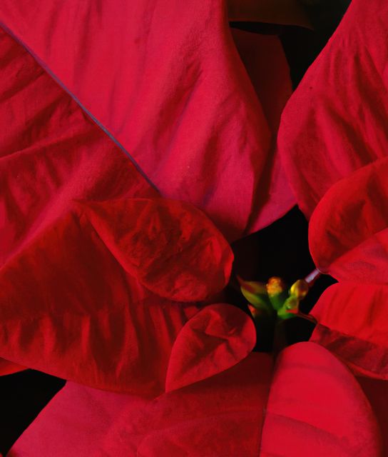 This vibrant close-up of red poinsettia petals showcases the intricate details and bright colors of the holiday plant. Ideal for festive decorations, holiday cards, winter promotions, or botanical studies. The striking red hues make it perfect for use in seasonal advertising and holiday-themed projects.
