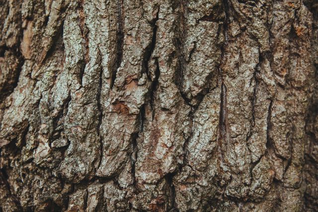 Close-Up of Tree Bark With Rough Texture - Download Free Stock Photos Pikwizard.com