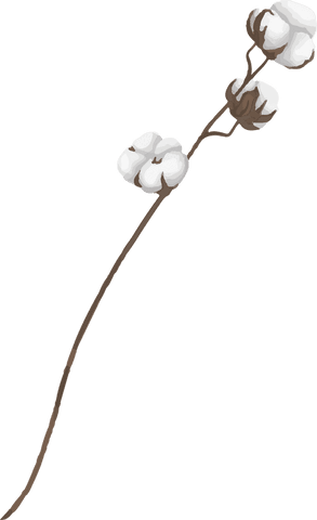 minimal cotton branch with bolls on transparent background vector - Download Free Stock Videos Pikwizard.com