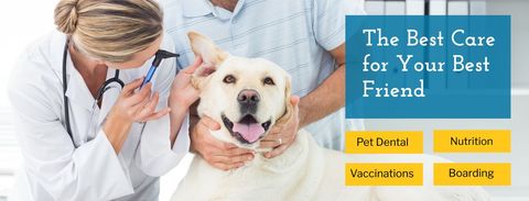 Veterinarian Examining Dog Showcasing Pet Healthcare Services