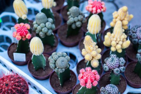 Colorful Gymnocalycium Cacti in Plant Nursery