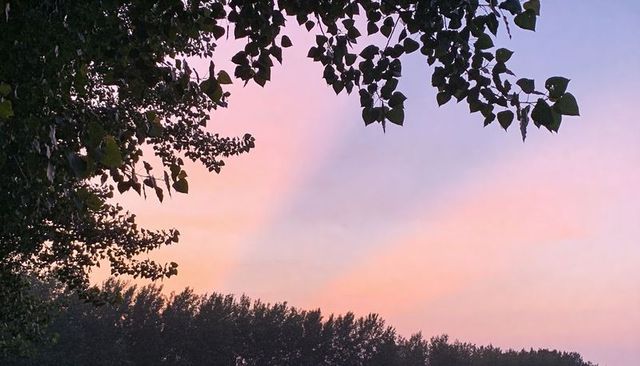 Pastel sky glowing over wooded horizon, leafy canopy framing treeline silhouette at twilight