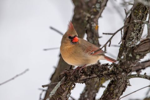 Female cardinal perching on winter tree branch