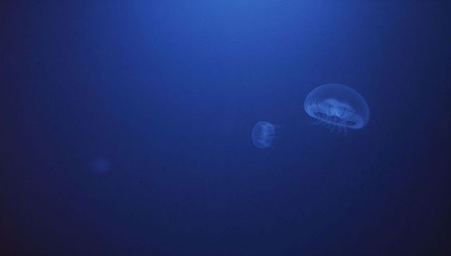 Moon jellyfish gracefully drifting across deep lilac waters