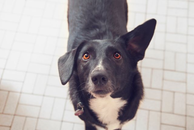 Black and White Dog with Floppy Ear Looks Upward with Anticipation - Download Free Stock Photos Pikwizard.com
