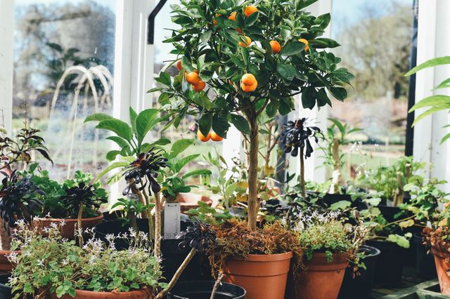 Various plants and small trees with orange fruits growing in a brightly lit greenhouse. Ideal for concepts related to indoor gardening, horticulture, plant care, and nature photography. Can be used in articles, blogs, and websites focused on gardening, botany, and sustainable living.