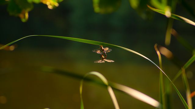 Dragonfly resting on elongated grass leaf in lush greenery. Use for nature-related projects, educational materials on insects, or serene visual themes.