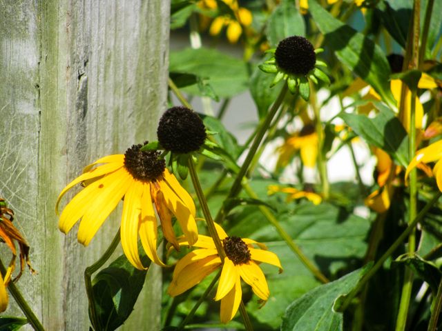 Wilted black-eyed Susans in a sunny garden with a closeup view, highlighting contrast between vibrant green foliage and wilting yellow petals. Ideal for depicting nature, gardening projects, environmental awareness campaigns, and illustrating the effects of various seasons on plants.