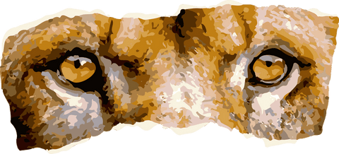 Abstract feline eyes illustration on transparent background