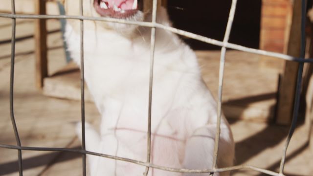 Playful white dog at animal shelter barking and wagging tail. Ideal for themes of animal rescue, adoption, and shelter dogs. Scene captures hope and excitement of dogs waiting to find new homes.