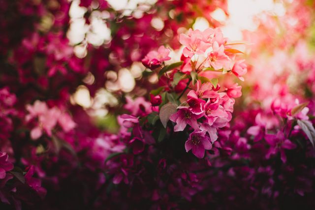 Beautiful Blooming Pink Flowers in Sunlight - Download Free Stock Photos Pikwizard.com