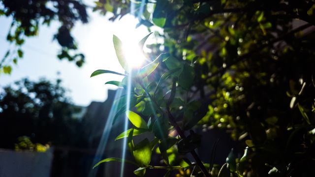 Sunlight filtering through green leaves in a garden setting. Bright sun rays create a beautiful backlit effect on the lush foliage. Suitable for illustrating nature and serenity, gardening blogs, or promoting eco-friendly and sustainable lifestyles.