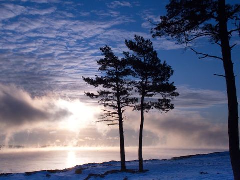 Silhouetted Pine Trees at Winter Sunrise by a Misty Lake