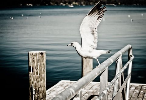 Seagull Taking Flight from Pier Railing over Calm Blue Water for Waterfront Wildlife