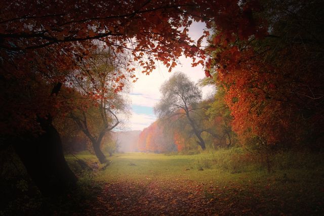 Enchanting Autumn Forest with Misty Landscape - Download Free Stock Photos Pikwizard.com