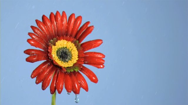 Vibrant red gerbera daisy with water droplets shines against a clear blue sky, symbolizing freshness and purity. Ideal for botanical presentations, nature blogs, and floral-themed marketing material.