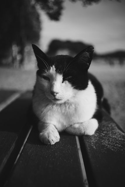Black and white cat resting on a park bench in a quiet and peaceful outdoor setting. Ideal for use in articles or content related to pet care, relaxation, peaceful living, nature, and outdoor activities. Can also be featured in sections discussing the calming and therapeutic effects of pets and nature.