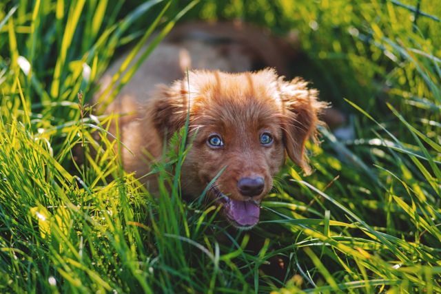 A charming brown puppy with blue eyes playing in bright, lush green grass. Great for promoting pet care products, resources for new pet owners, or material that evokes joy and playfulness in nature.