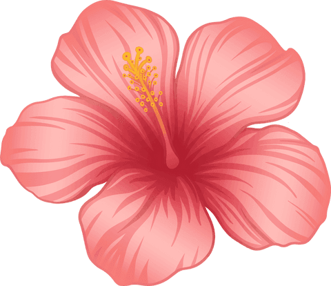 Tropical hibiscus bloom illustration on transparent background