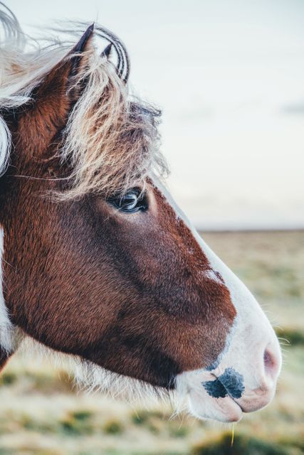 Horse looking to the right with windblown mane. Ideal for use in blogs, educational materials, or advertisements related to nature, livestock, or equestrian activities.