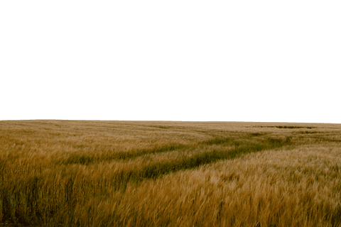 transparent field of golden grass under clear skies - Download Free Stock Videos Pikwizard.com