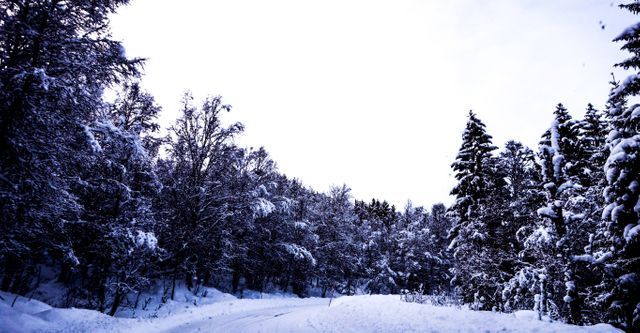 Suggests a tranquil winter scene with a snow-covered road winding through a forest. Can be used for travel brochures, nature-inspired advertisements, holiday cards, or winter-themed blogs.