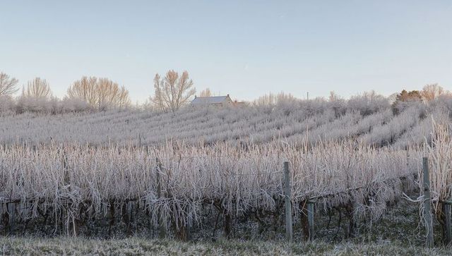 Frost-covered vineyard rows climbing hillside with rustic barn glowing in soft morning light