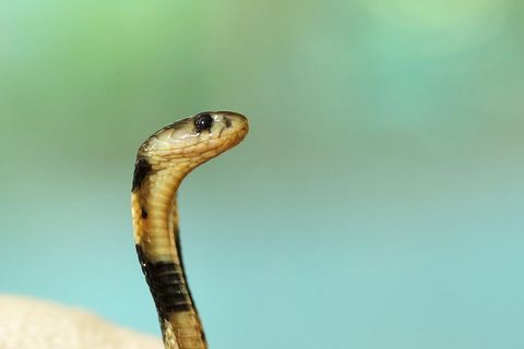 Juvenile cobra raising head against soft turquoise bokeh background, macro portrait