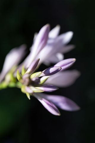 Soft lavender hosta buds emerging with shallow depth of field and dark background
