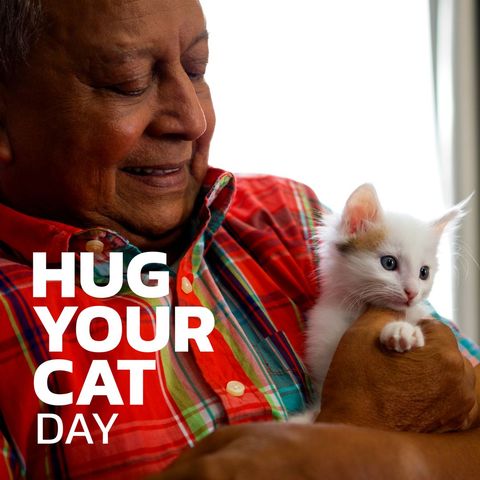 senior man gently hugging adorable white kitten celebrating cat hugging day - Download Free Stock Templates Pikwizard.com