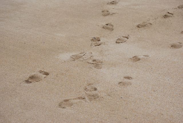Footprints in sand provide a sense of travel and path making, ideal for vacation promotions, beach-related advertisements, travel agency brochures, summer postcards or motivational quotes focusing on journeys and paths.
