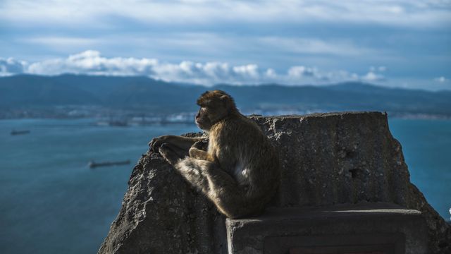 Monkey sits on rock with expansive sea and mountain range in background. Ideal for travel and wildlife blogs, adventure magazines, or nature documentaries highlighting wildlife behavior and scenic landscapes.