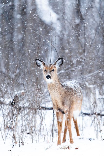 White-tailed deer standing amidst falling snow in a winter forest scene. Captured moment emphasizes beauty and serenity of wildlife in cold season. Perfect for use in nature-themed publications, conservation projects, seasonal greeting cards, and wildlife documentaries.