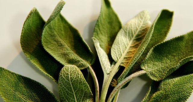 This image showcases a close-up view of fresh sage leaves, highlighting their intricate texture. Ideal for use in culinary blogs, herbal remedy articles, botanical studies, and organic lifestyle websites for its detailed nature representation.