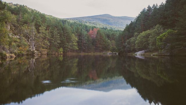 This scenic image captures a tranquil lake surrounded by a dense forest with mountains in the background. The calm waters perfectly mirror the lush greenery and the mountain view. Ideal for nature-inspired content, travel blogs, outdoor magazines, and relaxation themes.