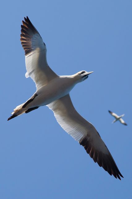 Gannet bird with outstretched wings gracefully soaring in clear blue sky. Smaller gannet in background. Ideal for wildlife, nature, or avian-themed projects. Great for use in educational materials, conservation campaigns, and nature documentaries.