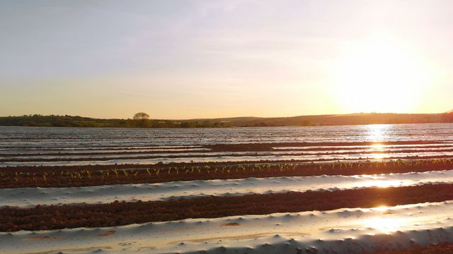 Furrow rows in a plowed field with a glowing sunset create a peaceful and picturesque scene. This agricultural image highlights the beauty and tranquility of rural landscapes, perfect for use in farming, nature, or landscape themed projects. Ideal for advertisements, editorial content, and websites focusing on farming and environmental sustainability.