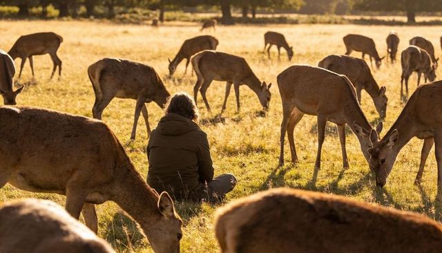 Person sitting in hooded jacket among grazing deer in sunlit meadow at golden hour