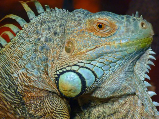 Close-up showing intricate details of a green iguana's skin texture, emphasizing the scales and vibrant colors. Ideal for use in nature blogs, educational material about reptiles, wildlife documentaries, exotic pet forums, and biodiversity presentations.