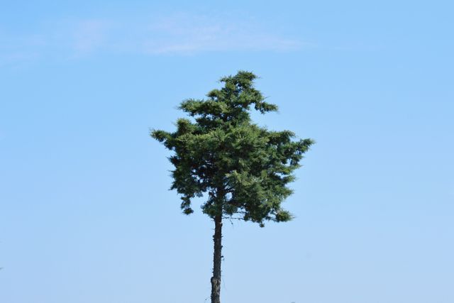 Lonely Pine Tree with Clear Blue Sky in Background - Download Free Stock Photos Pikwizard.com