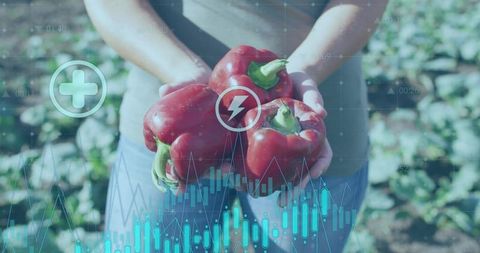Digital Sustainable Farming: Holding Red Bell Peppers with Data Overlay