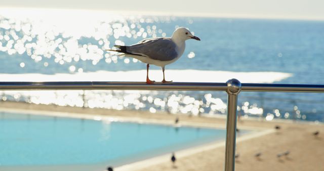 Seagull Standing on Rail Overlooking Beach and Ocean - Download Free Stock Images Pikwizard.com