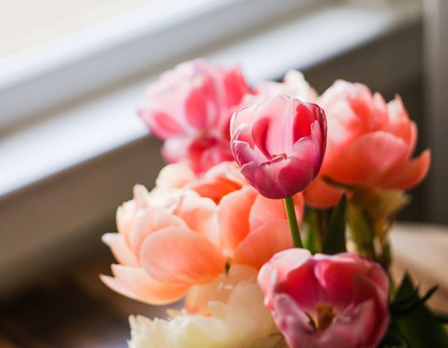 This image shows a vibrant bouquet of pink tulips and peonies in a vase placed near a window. The natural light enhances the softness and delicate details of the petals. Perfect for use in spring-themed designs, home decor promotions, floral arrangement advertisements, and romantic greeting cards.